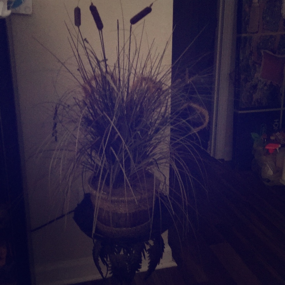 Cute plant